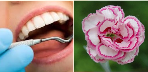 گیاهان دارویی مورد استفاده در دندان پزشکی